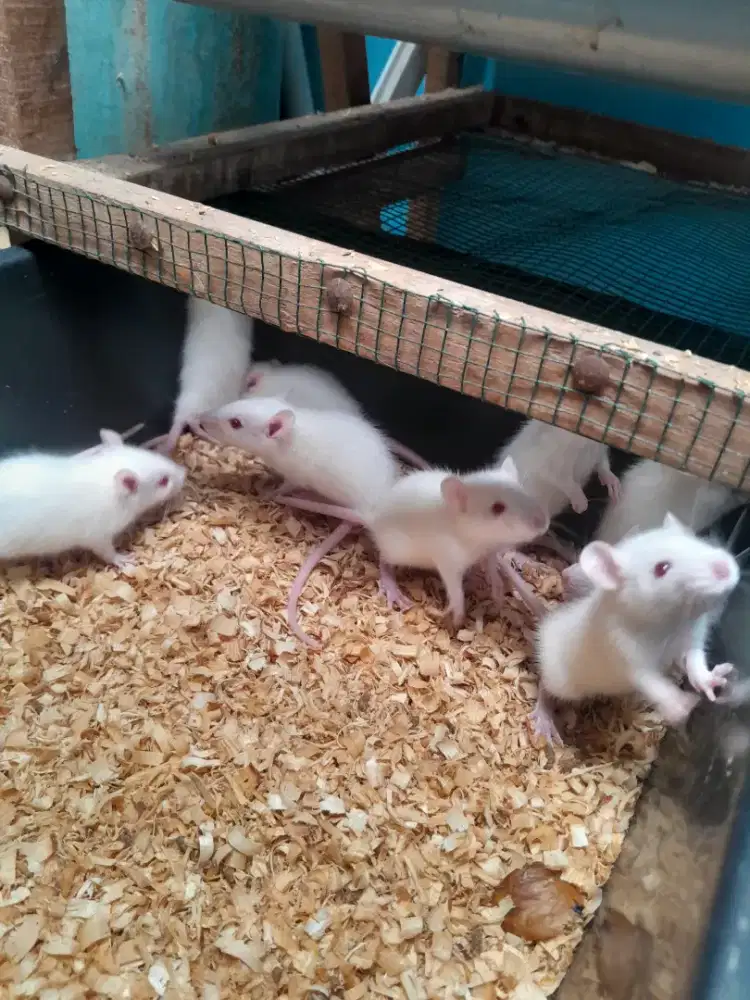 Tikus Rat untuk penelitian/pakan reptile