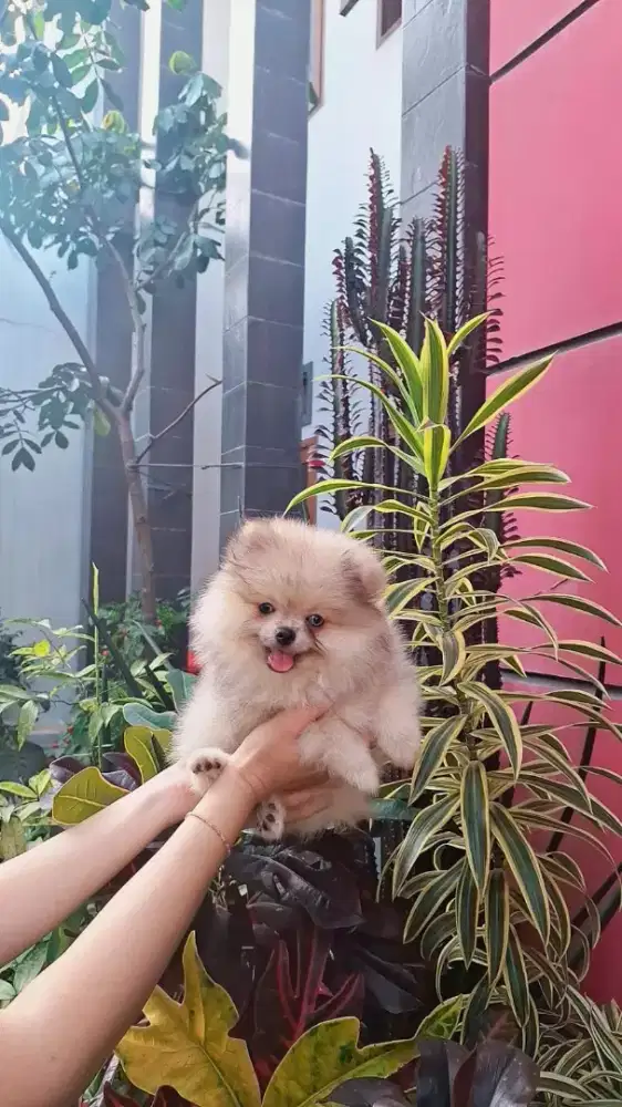 Minipom jantan •YOOKY•