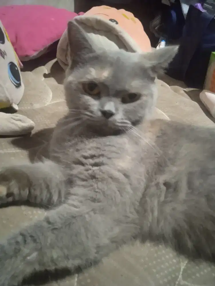 Kucing British campuran