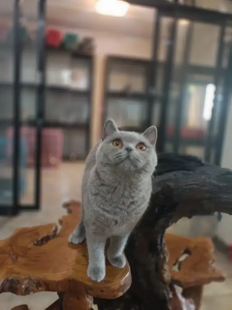 BSH Blue Solid Betina