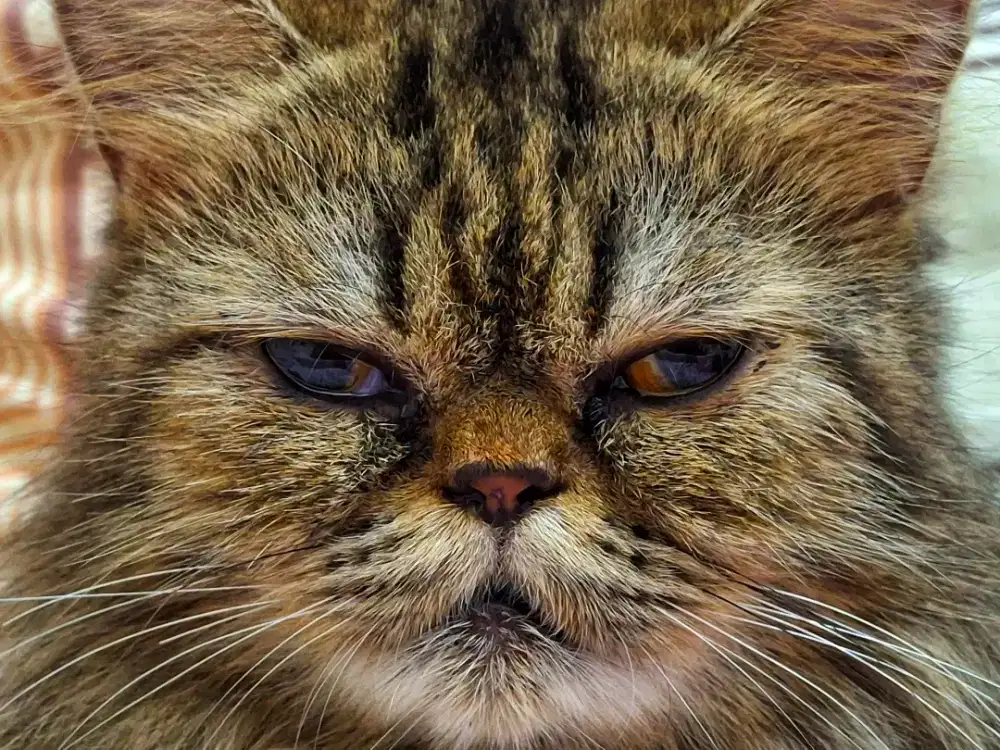 Persia flatnose / peaknose betina