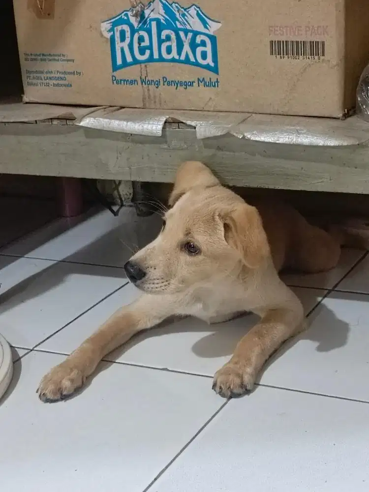doggy labrador usia jalan 7 bulan
