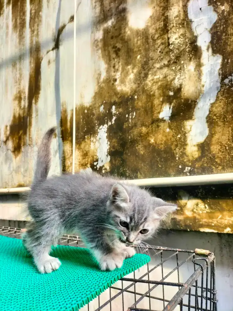 Kitten Persia Medium