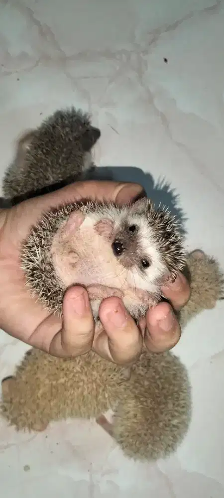 Jual anakan landak mini lucu