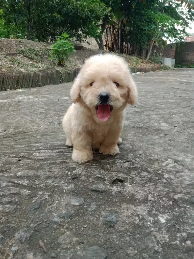Toy poodle super gemesss