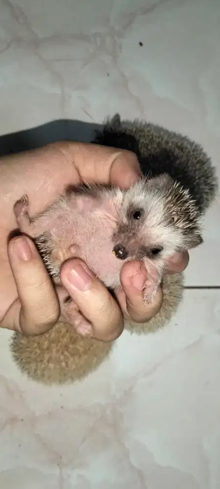 Landak mini lucu dan jinak