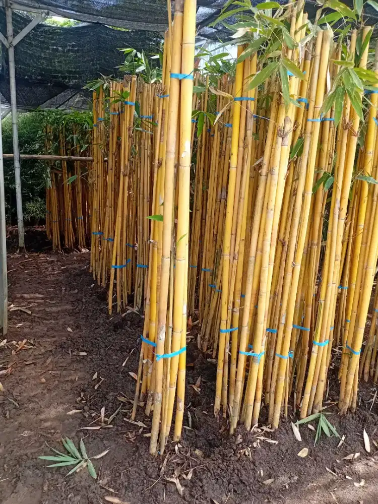 bambu panda dan tanaman hias lain nya