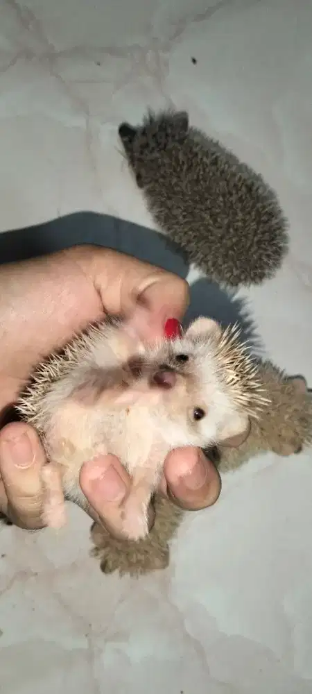 Landak mini lucu dan jinak