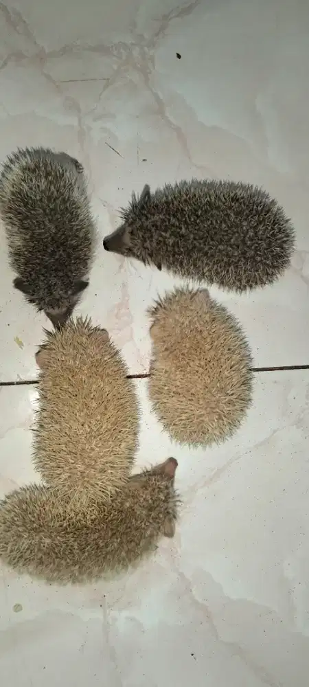 Landak mini lucu dan jinak