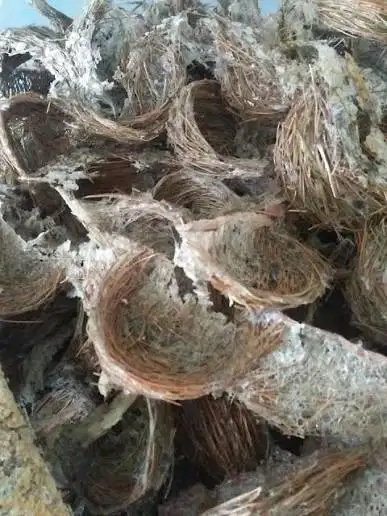 Jual sarang burung sriti