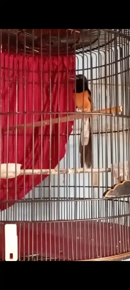 Murai pastol ngeri ring