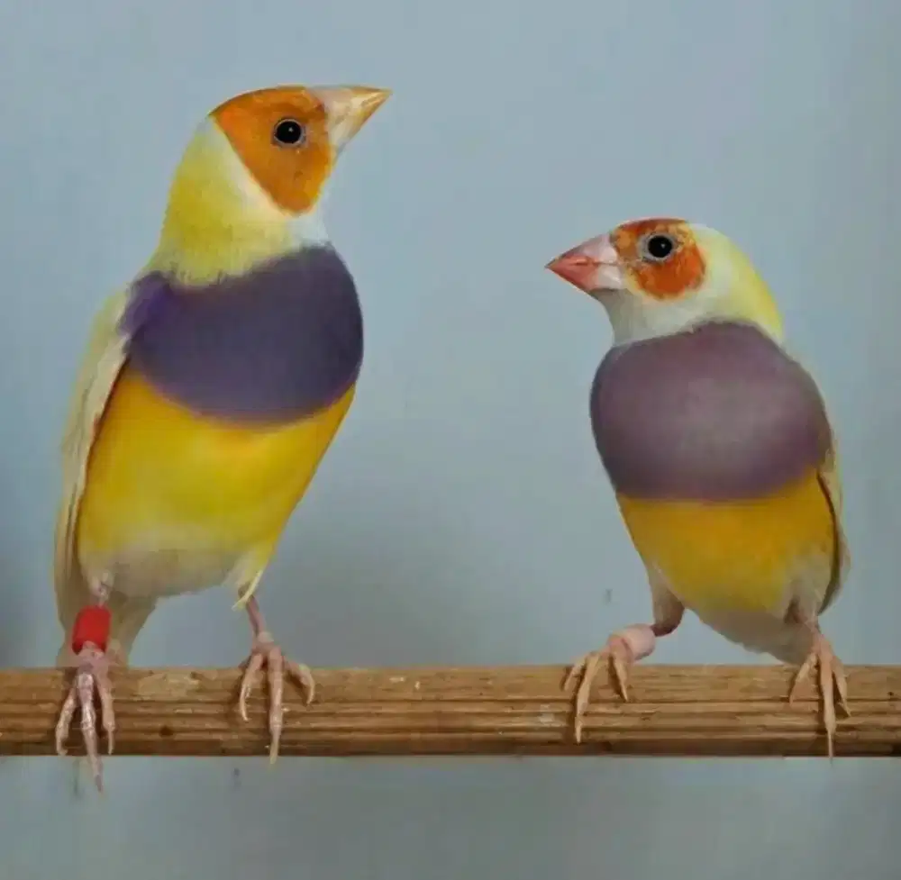 Burung Gould Amadine Kuning