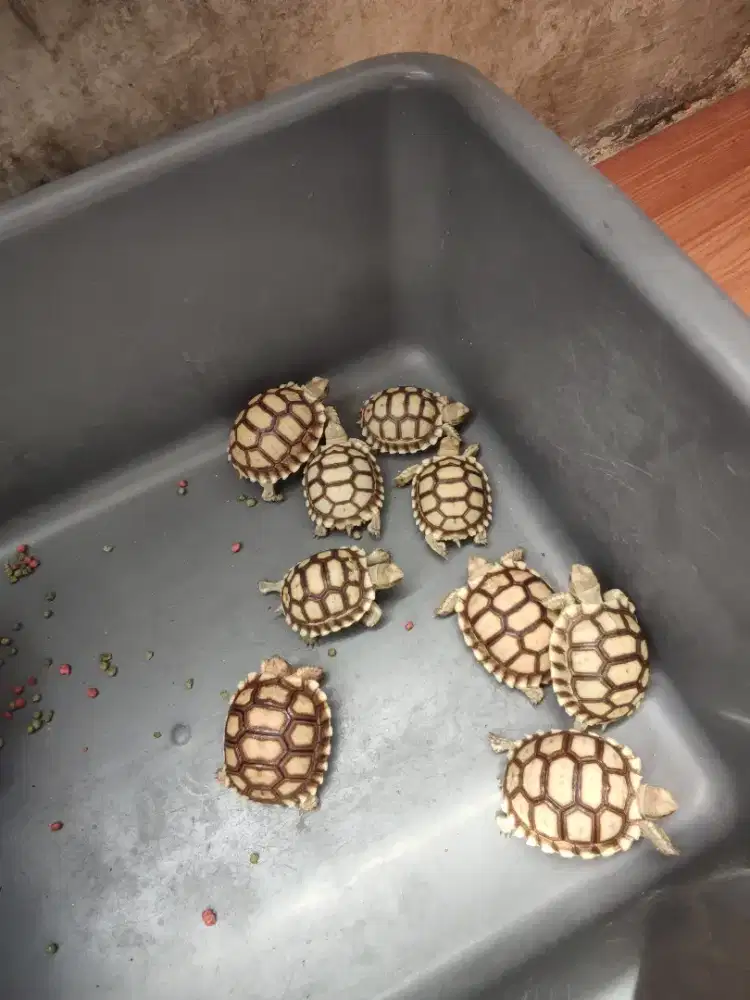 SULCATA GRADE A MULUS NO MINUS