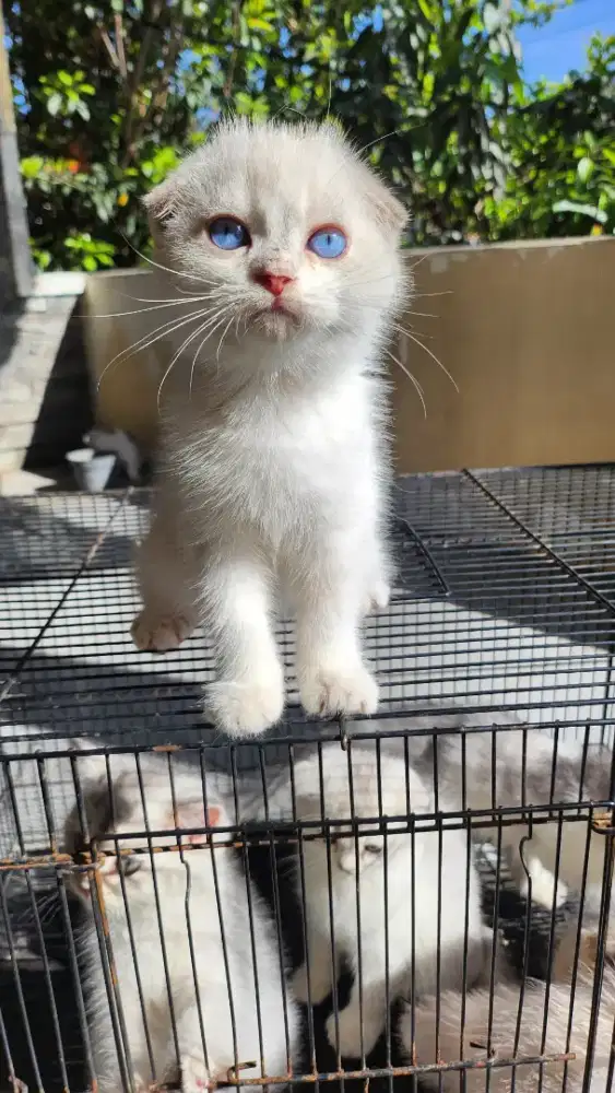 Kucing Scottish fold betina