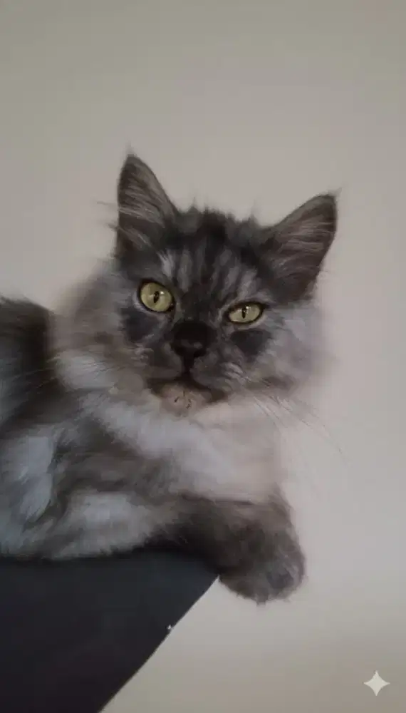 Di jual sepasang kucing Persia bigbon dan Persia mix mincoon