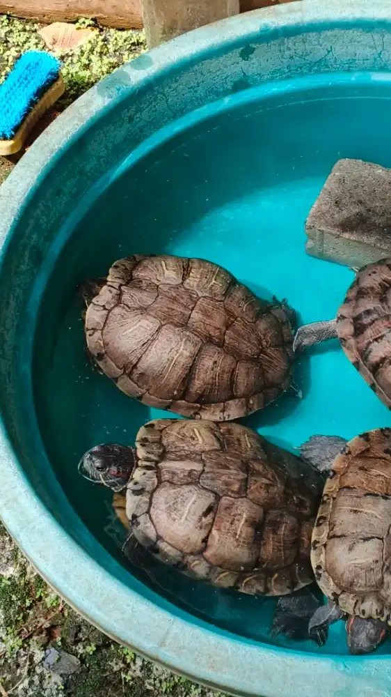 Kura kura Brazil Big Size