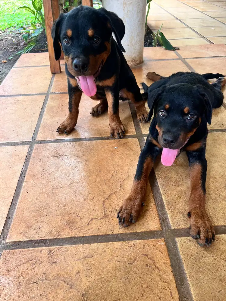 Anakan Rottweiler
