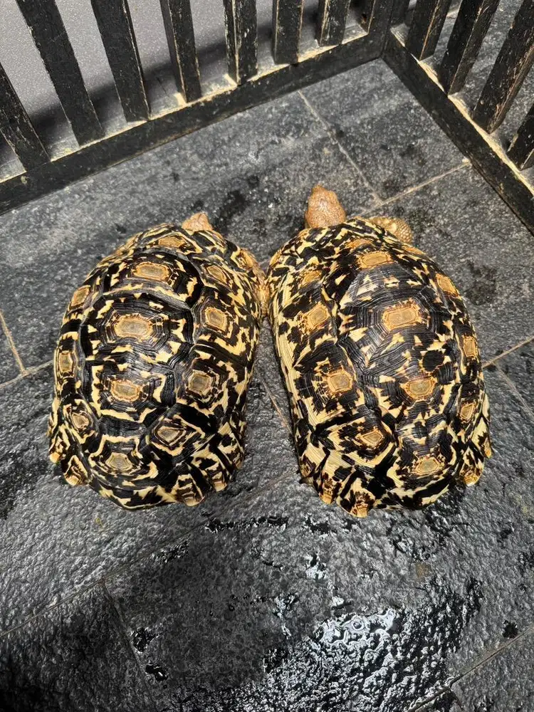 Pardalis sepasang 27-28cm