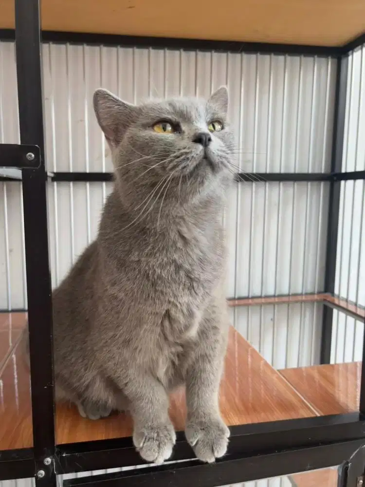 BSH Blue Hamil dengan BSH Ped