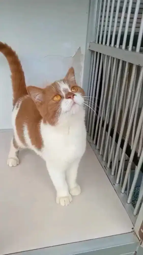 Kucing BSH Bico cinnamon