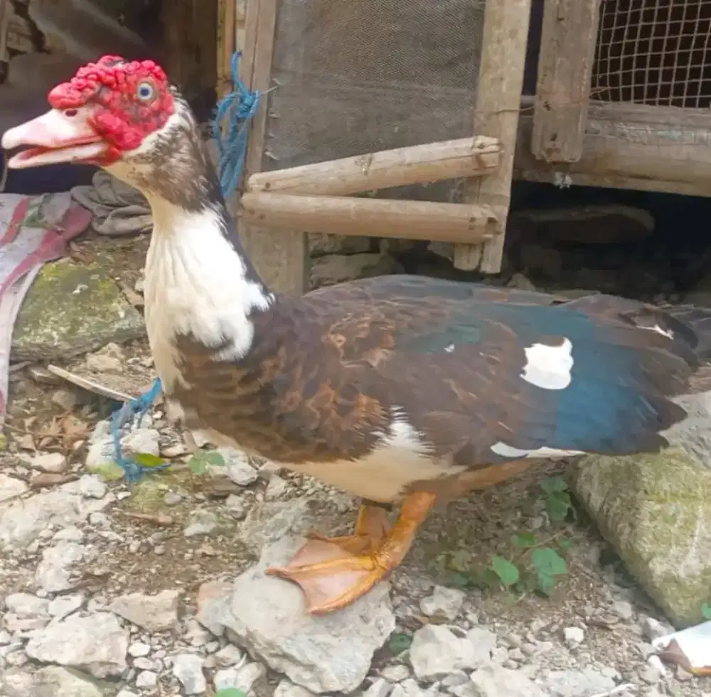 Entok pejantan hrga 170