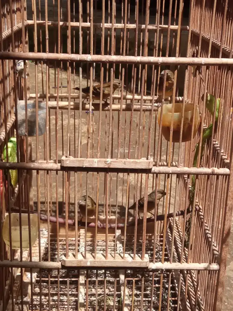 Burung paud siskin klasik