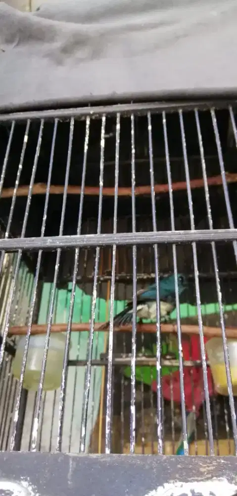 Burung Anis biru rajin bunyi