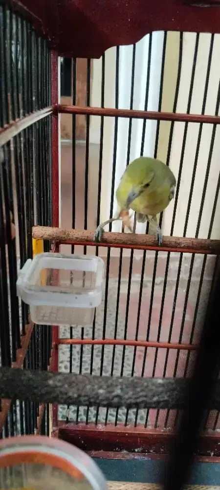 Di jual burung cipoh fs
