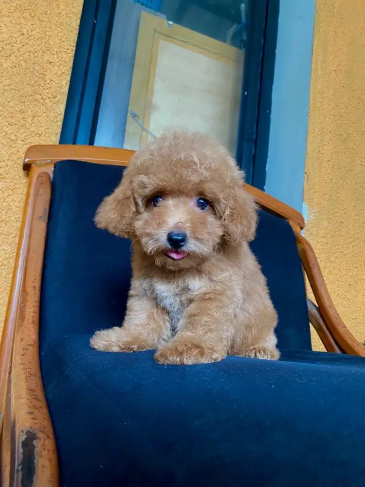 tiny poodle jantan usia 2 bulan