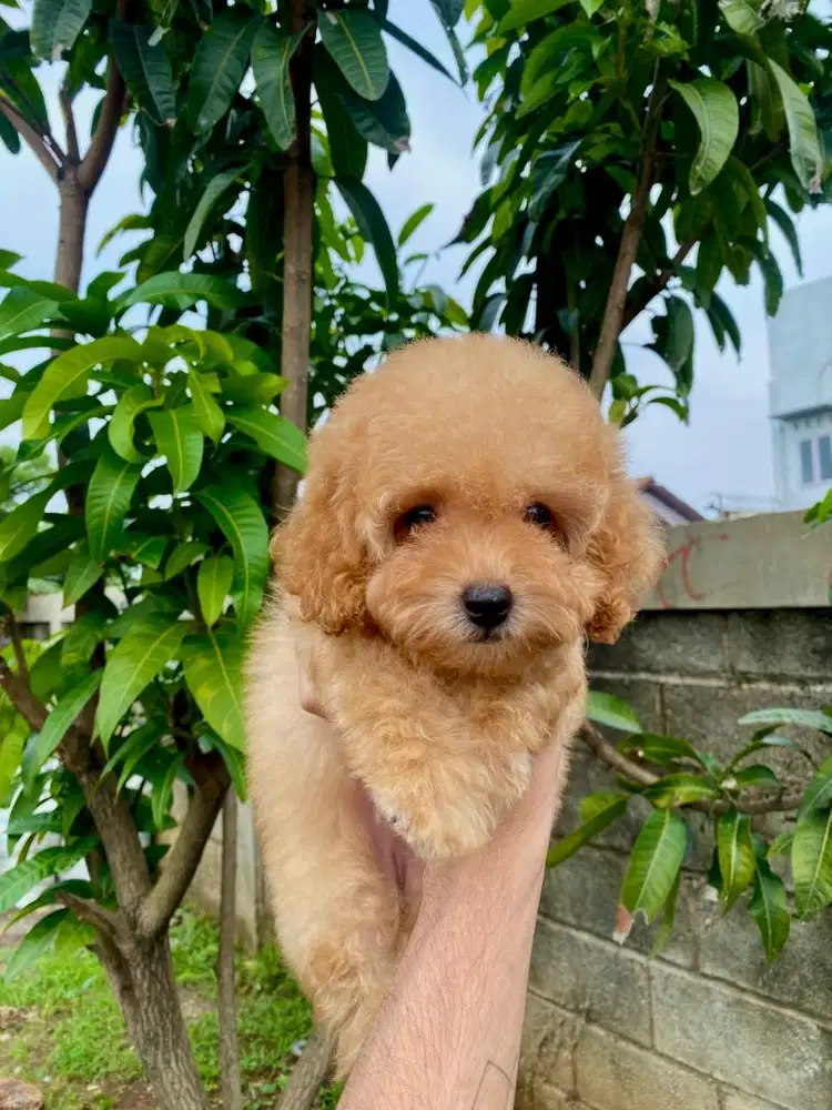 tiny poodle betina usia 2 bulan