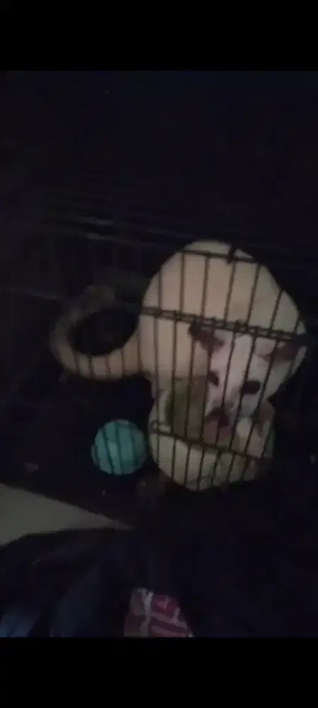 Dijual musang warna putih