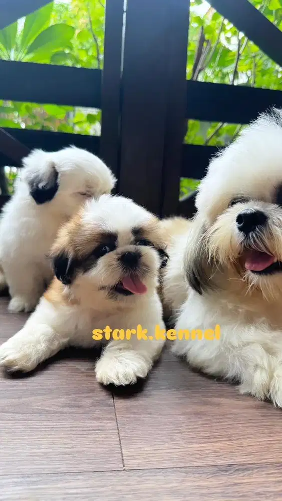 Shihtzu Sitsu Sihtzu puppy