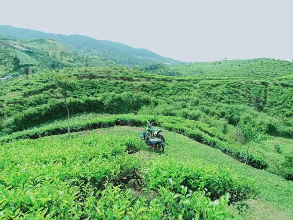 Perkebunan Teh dan Kopi beserta Pabrik