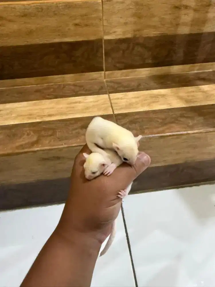 SG platmos baru lahir