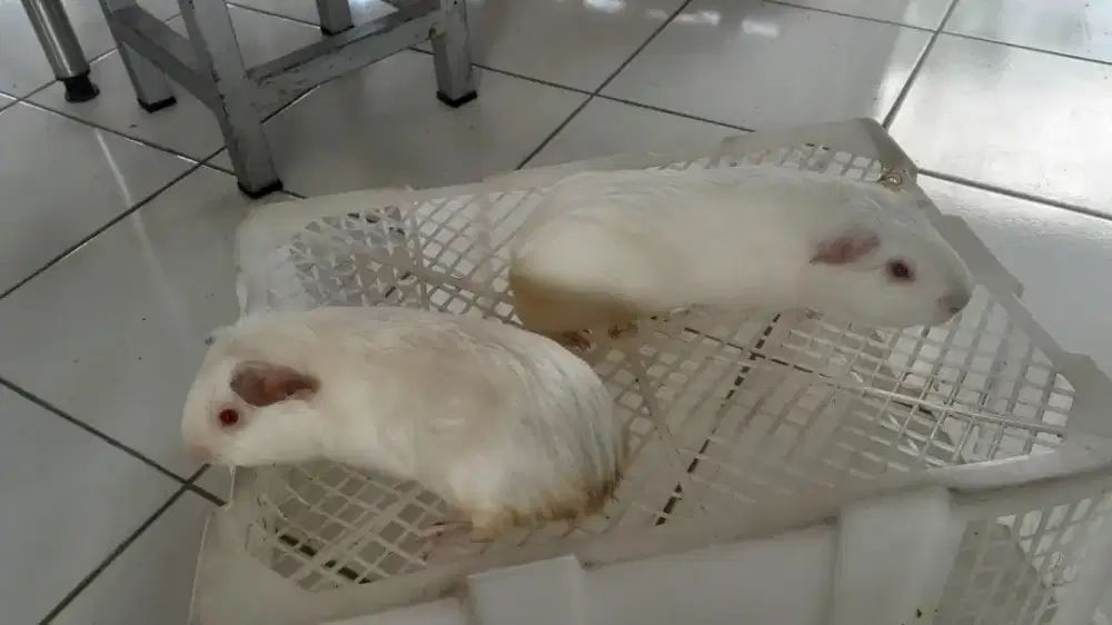 Di jual sepasang Marmut Imut American