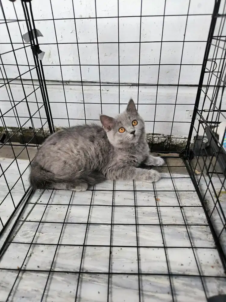 British short hair 3 bulan betina