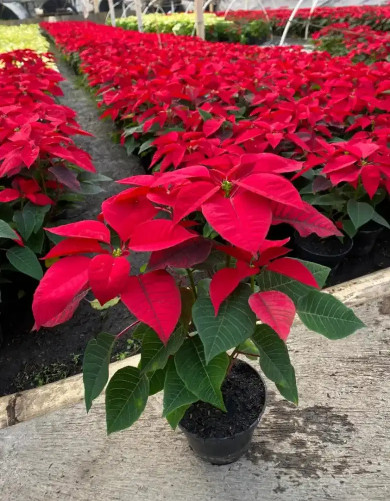 Pohon kastuba merah tanaman castuba