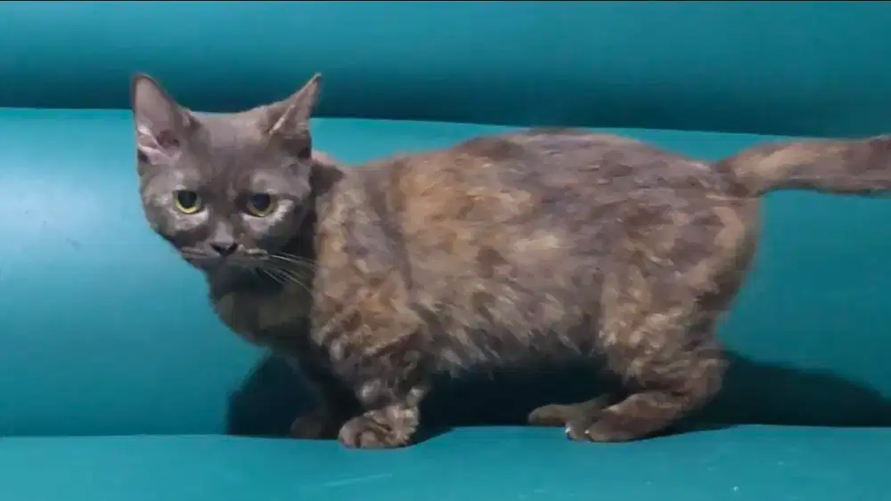 Kucing kitten munchkin persia angora ragdol himalaya lepas adopsi adop