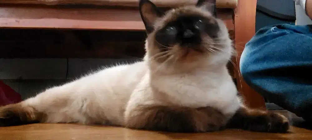 Kucing Ragdoll Lucu Mata Biru