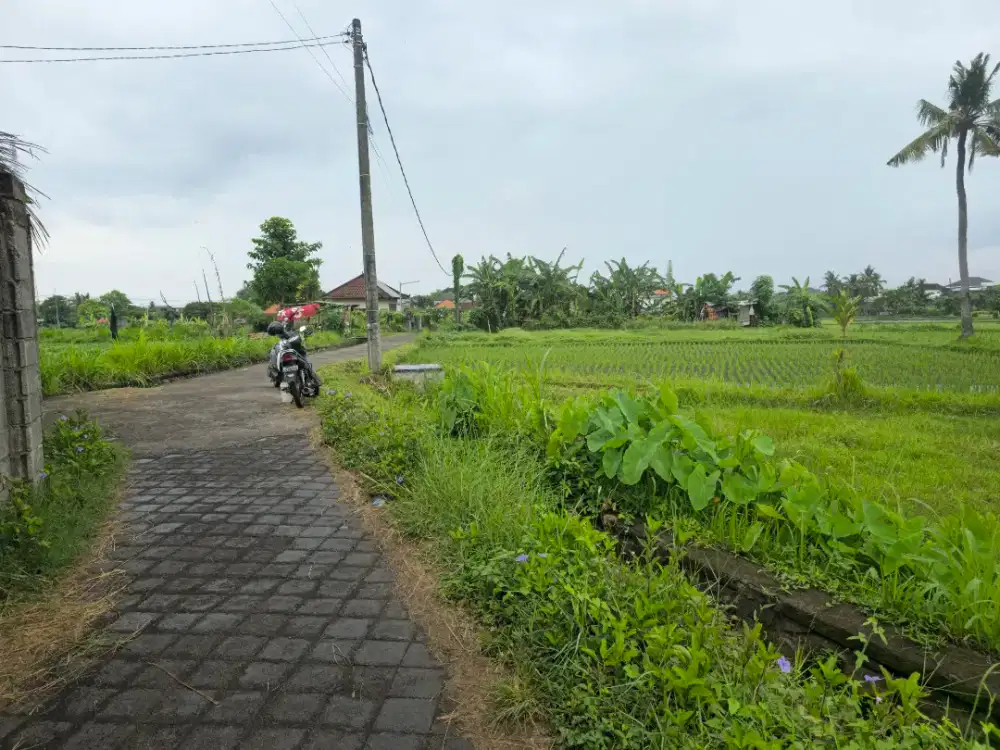Tanah cocok kavling perumahan di singaraja desa tukadmungga