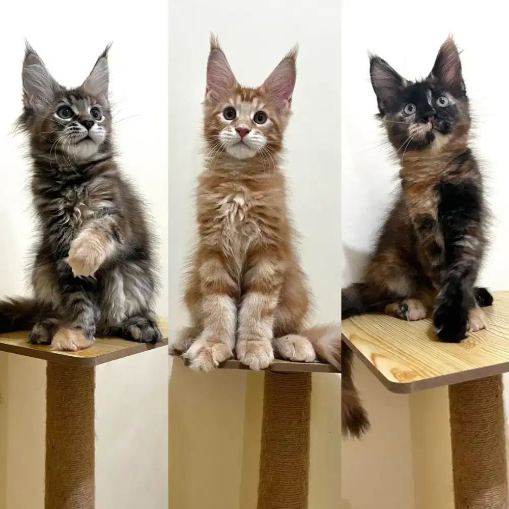 KITTEN MAINECOON PED CFA SUDAH VAKSIN