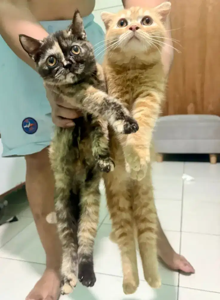 BRITISH SHORTHAIR BSH X SCOTTISH FOLD JANTAN&BETINA