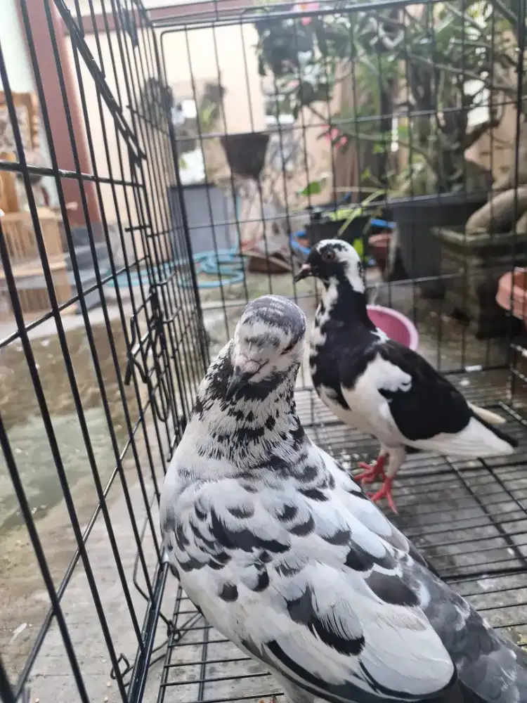 Merpati Sepasang Tinggian