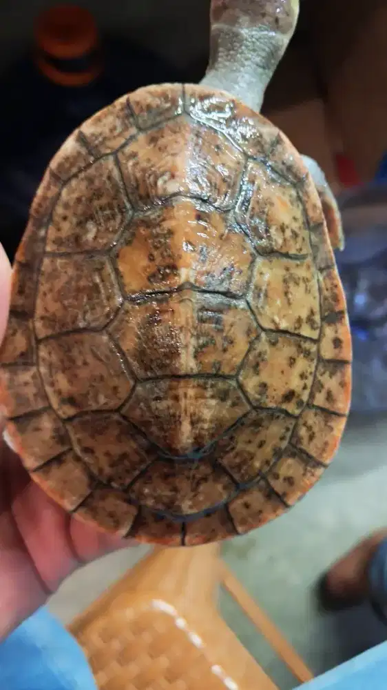 Dada merah bukan res atau brazil