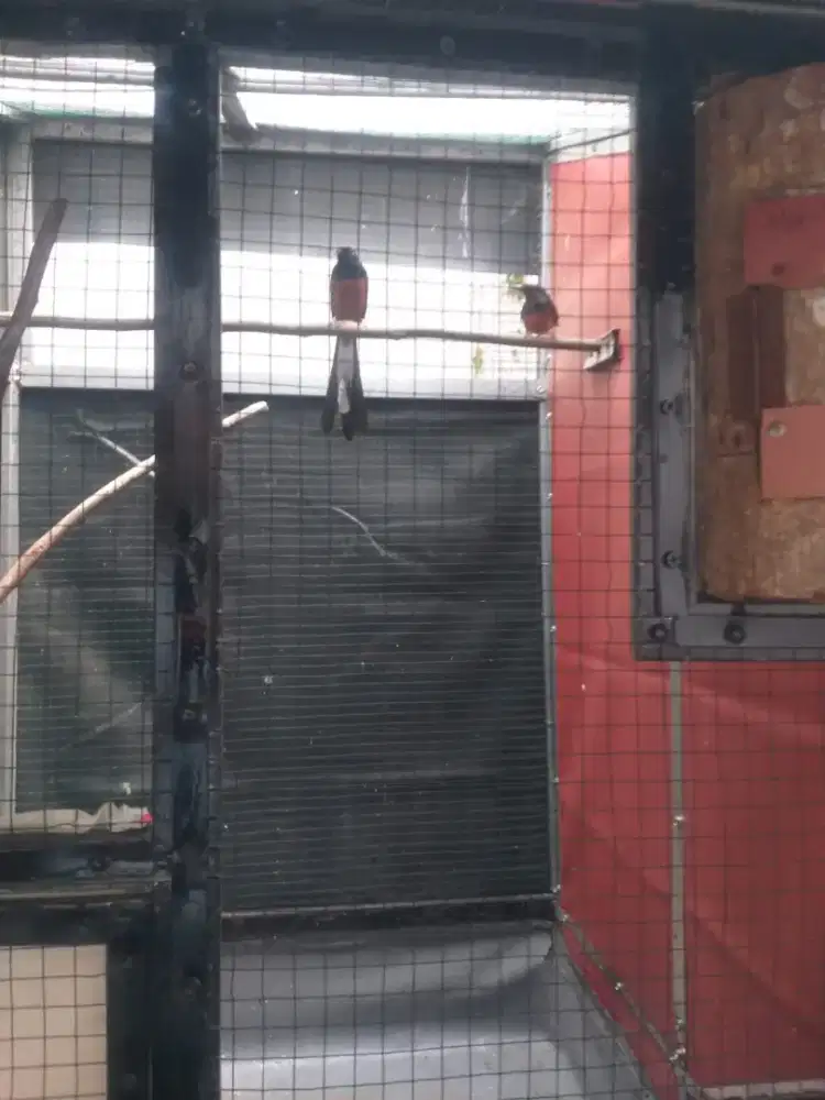 Dijual burung murai batu medan jantan & betina cremino sepasang