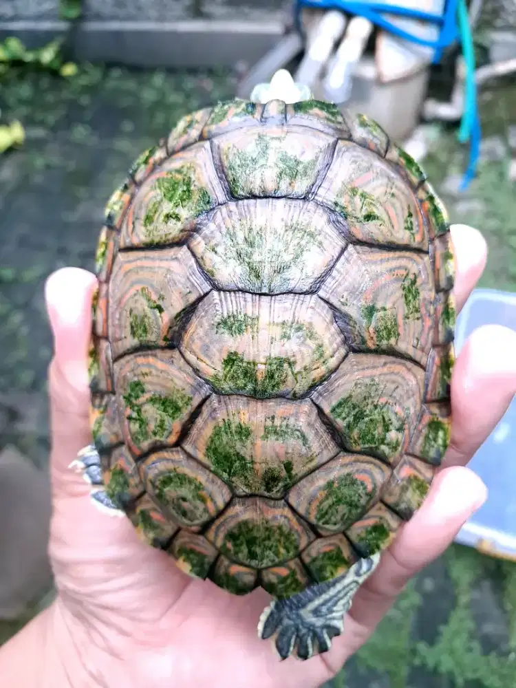 Kura venusta bukan res atau brazil