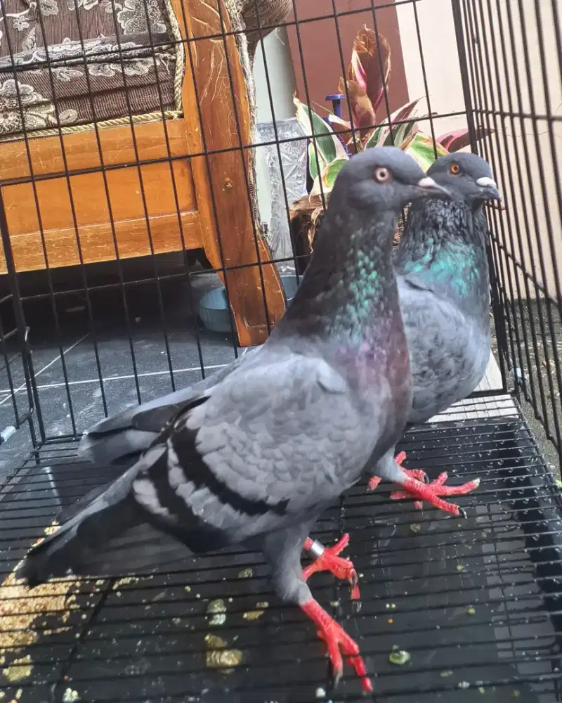 Merpati Tinggian/Kolongan Giring Prospek Warna Favourite