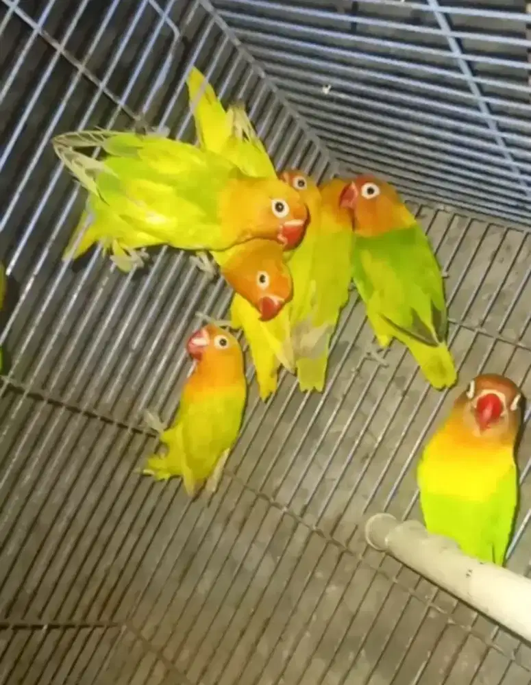 LOVEBIRD BALIBU PASKUN BLOROK