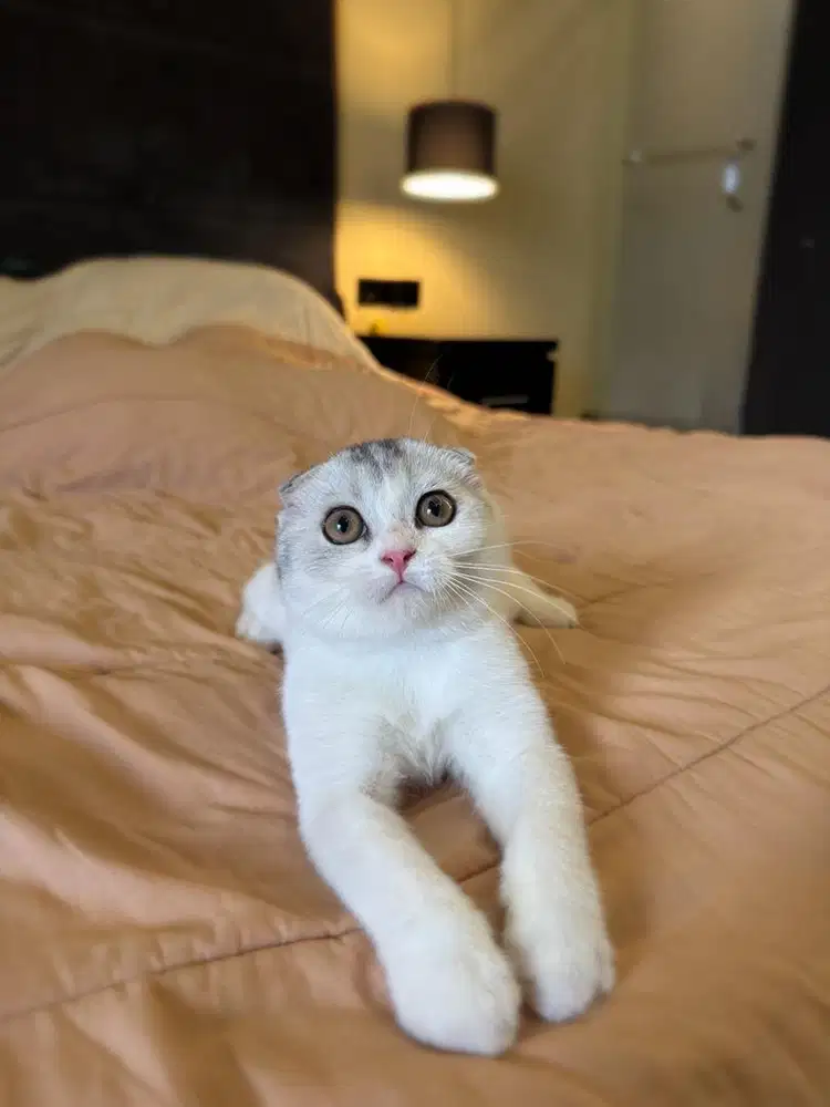 kucing scottish fold