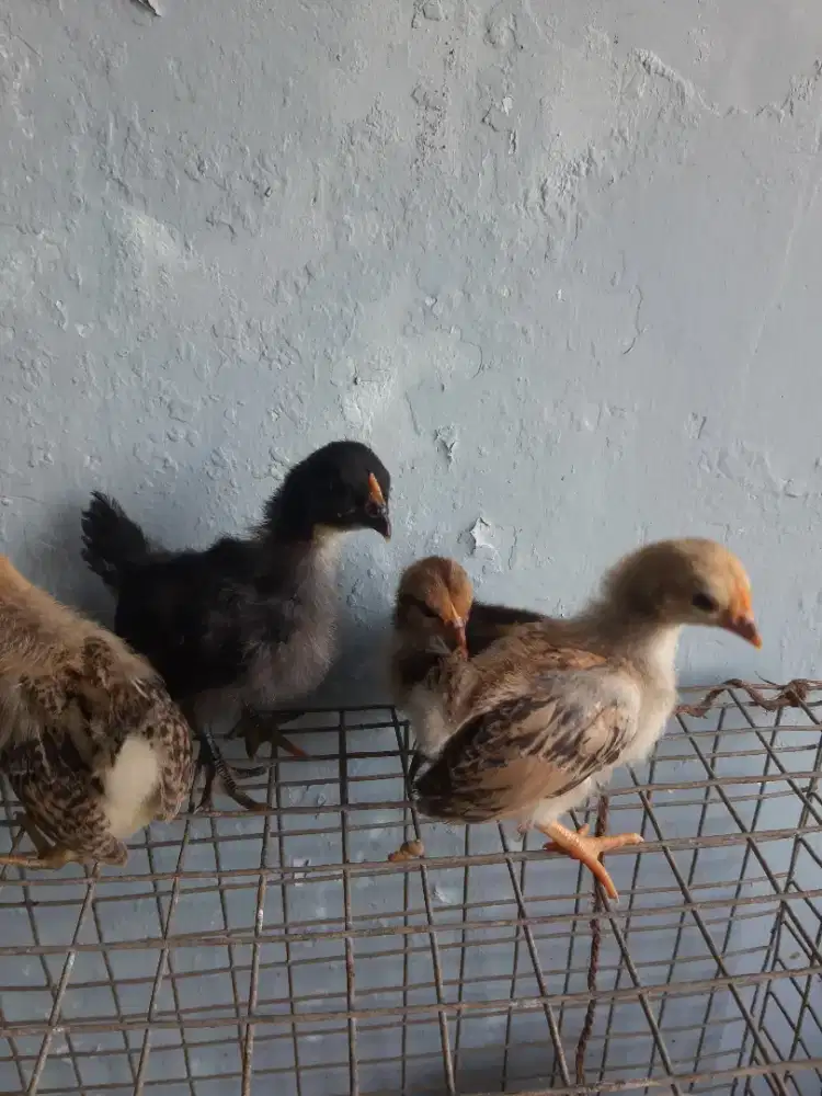 4 Anak ayam kate